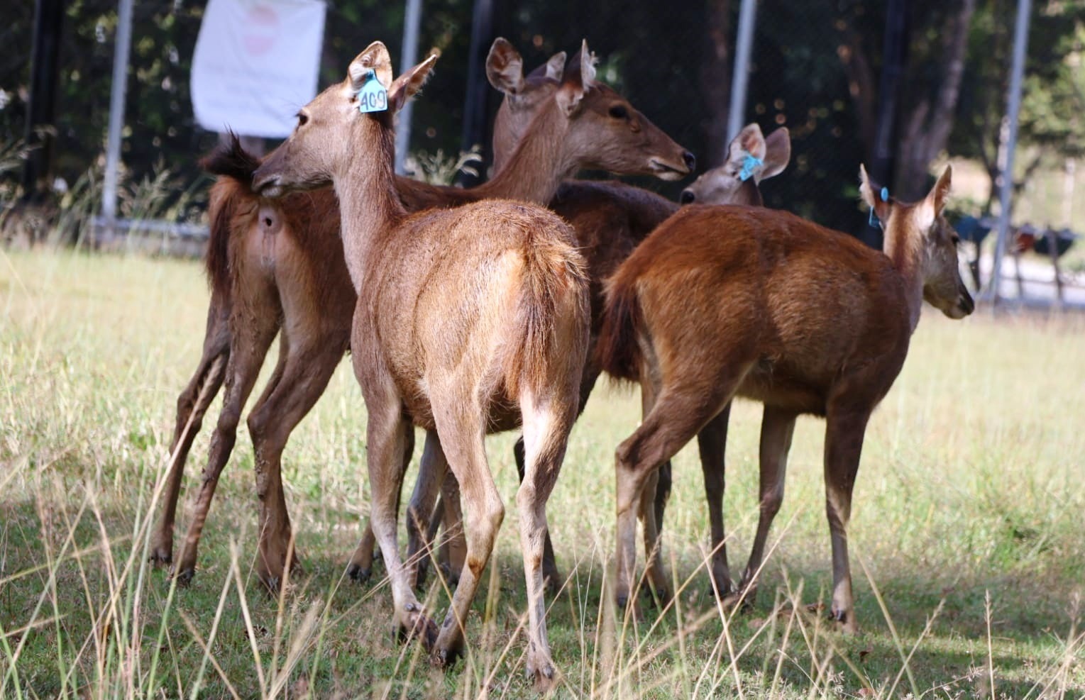 Penangkaran Rusa Sambar Pemkab Ppu Sarana Edukasi Hingga Jadi