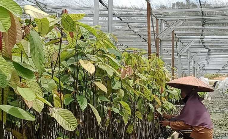 Persemaian Mentawir Penuhi Kebutuhan Bibit Pohon untuk Reforestasi IKN