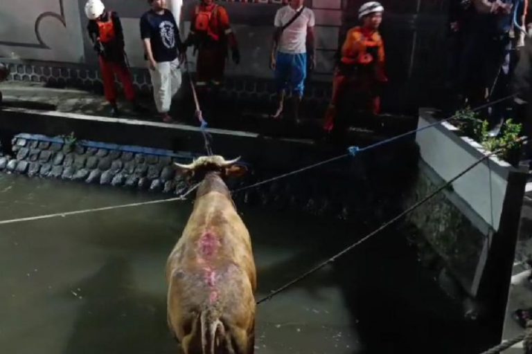 Sapi Kurban Mengamuk di Depan Ponpes Tebuireng, Dievakuasi dari Sungai