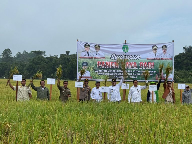 Kukar Kokohkan Posisi Lumbung Pangan Kaltim, Panen Raya Padi di Mangkurawang Jadi Bukti