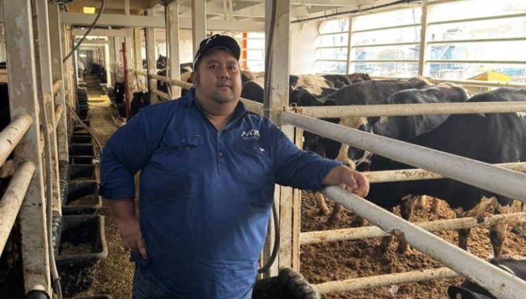 Sapi Perah Australia Masuk Indonesia,  Perkuat Program Ketahanan Pangan