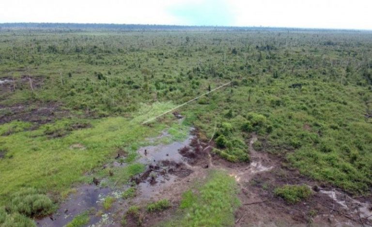 Kemenhut Tetapkan Warga Tanjung Jabung Tersangka Perambahan Hutan