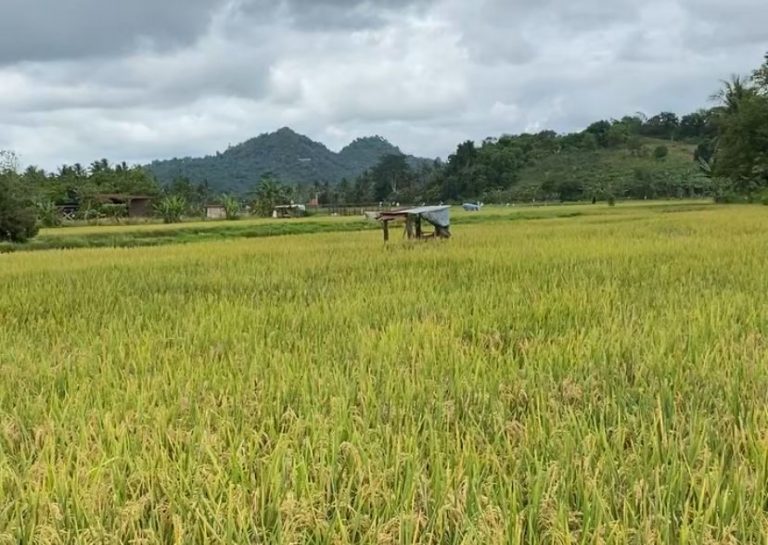 Kukar Jadi Wakil Kalimantan di Tiga Besar Nasional, Bukti Ketahanan Pangan Berjalan di Jalur Tepat