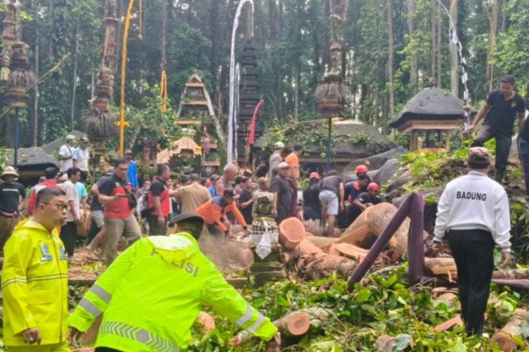 Pemandu Wisata Tewas Tertimpa Pohon Tumbang di Objek Wisata Sangeh
