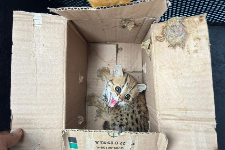 Trenggiling hingga Elang Diperdagangkan Ilegal di Magelang, Dua Pelaku Diamankan