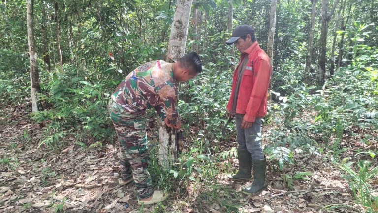 Menyatu dengan Rakyat, Satgas TMMD Kubar Bantu Warga Sadap Karet