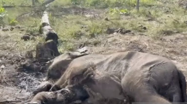 Diduga Terjerat, Anak Gajah Sumatera Ditemukan Mati di Tesso Nilo