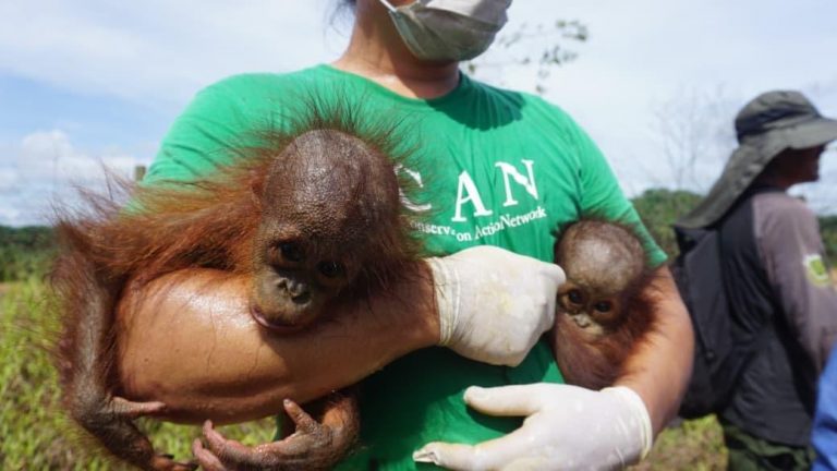 Orang Utan Jane dan Bayi Kembarnya Diselamatkan di Kutim