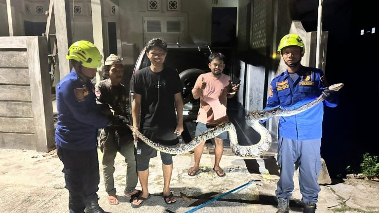 Ular Piton Masuk Permukiman, Disdamkartan Bergerak Cepat