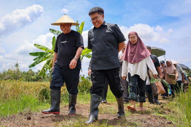 Uji 4 Bulan Berbuah Hasil, Padi Gogo Mulai Dikembangkan di IKN