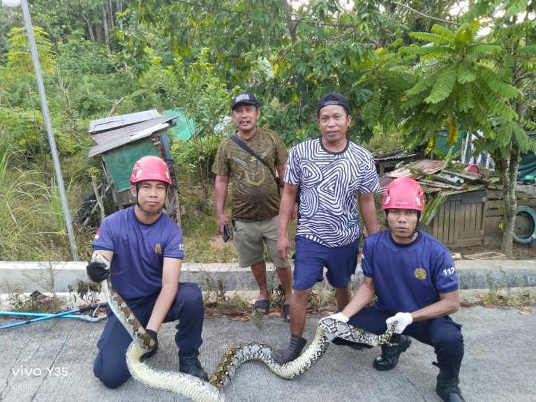 Piton Sedang Memangsa Ayam Warga Berhasil Dievakuasi Petugas