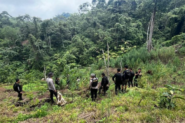 Ladang Ganja Seluas 20 Hektare Gegerkan Sumsel, Polisi Kejar Otak Jaringan