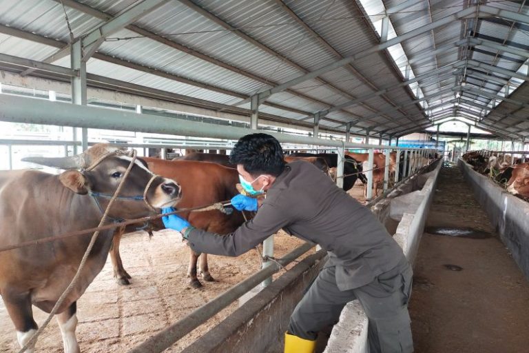 Jelang Iduladha, Ratusan Sapi di Pelabuhan Garongkong Disaring Ketat Cegah Penyakit Menular