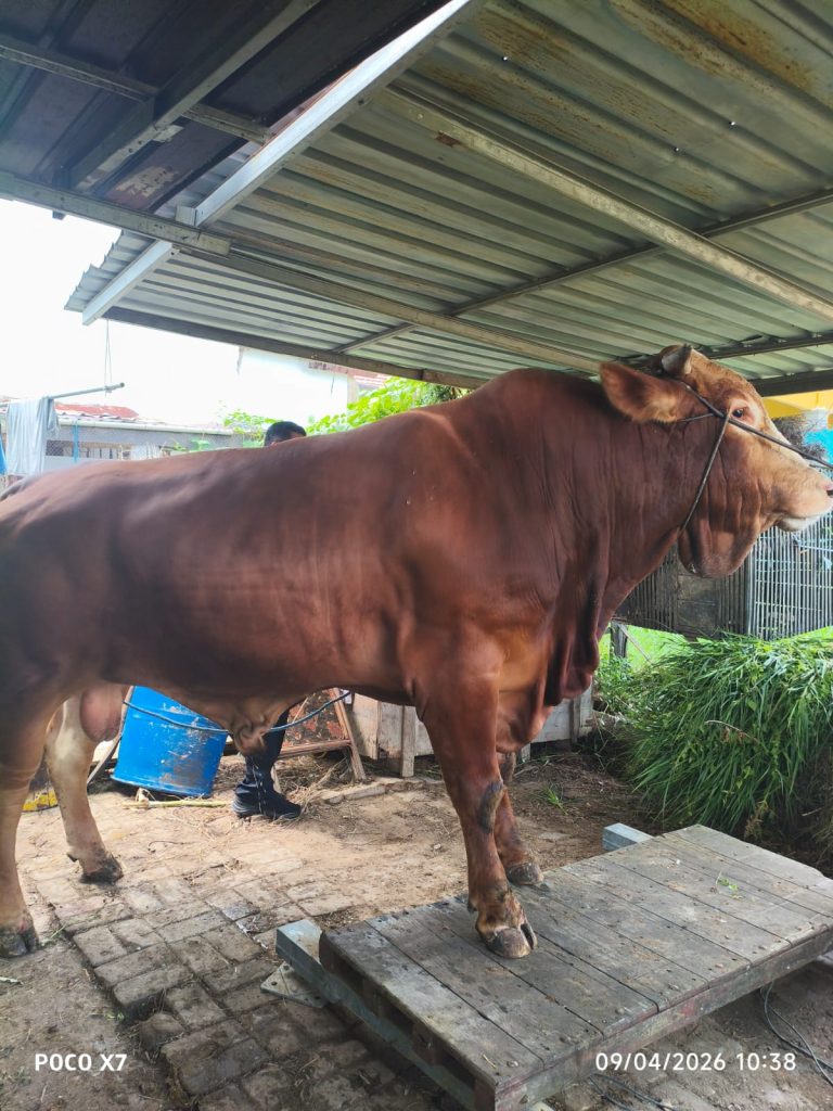 Sapi Kurban Presiden untuk Bontang Capai Berat 732,5 Kilogram
