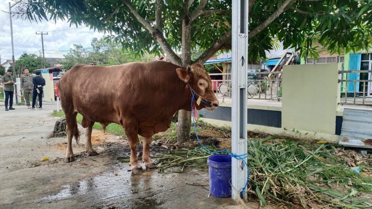 Pemerintah Kutim Seleksi Ketat Hewan Kurban Bantuan Presiden