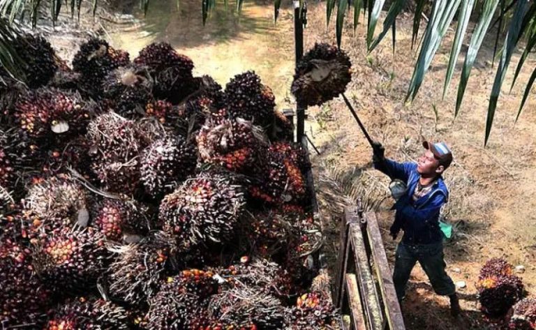 Harga Sawit Melemah, Ekonomi Desa di Kukar Dikhawatirkan Terdampak