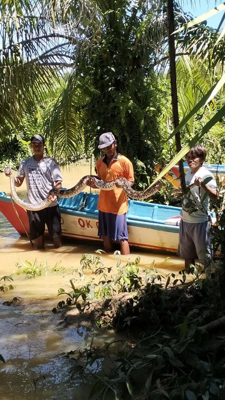 “Oleh-Oleh Banjir,” Warga Temukan Piton Raksasa di Suka Raja