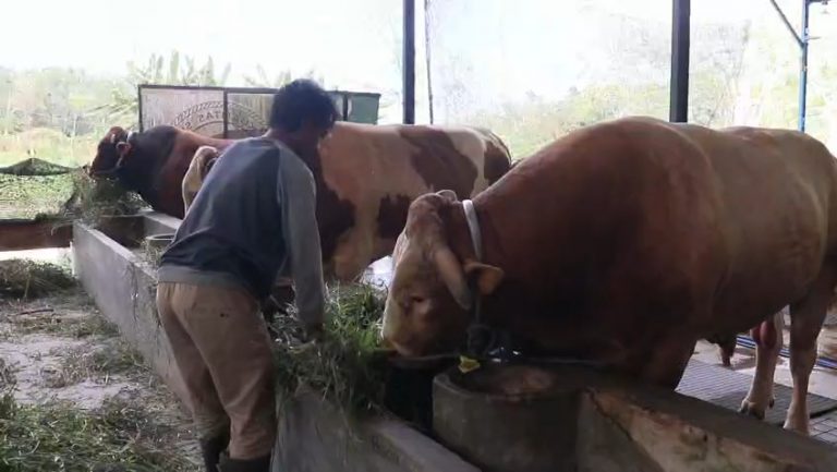 Bison Jadi Kebanggaan Peternak Balikpapan di Idul Adha 2026