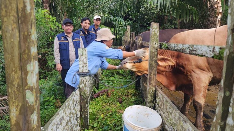 Presiden dan Wapres Salurkan Sapi Kurban ke Kawasan IKN