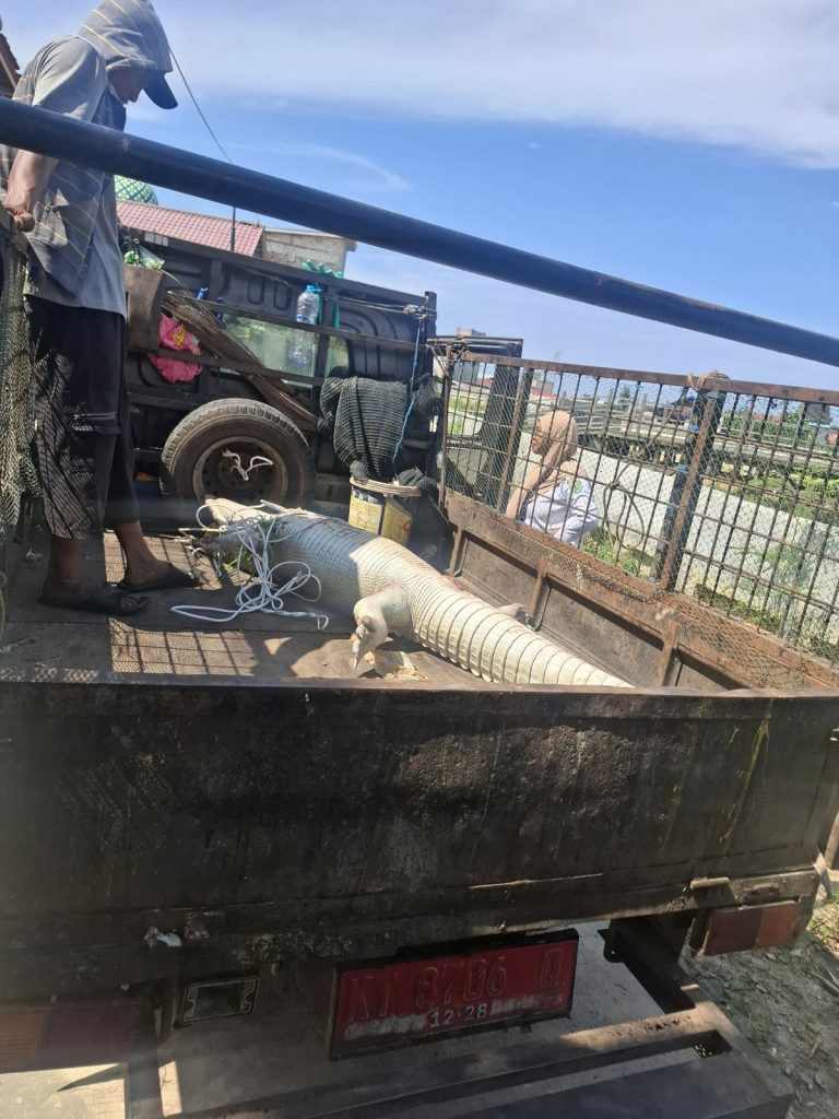 Buaya Mati Mengapung di Sungai Bontang Utara Dievakuasi Petugas