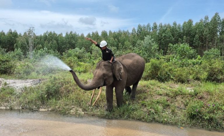 Inpres Perlindungan Gajah Terbit, Konservasi Gajah Indonesia Masuki Babak Baru