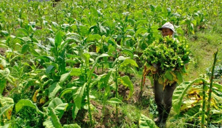 DPRD Temanggung Tolak Aturan Batas Nikotin dan Tar, Khawatir Petani Tembakau Merugi